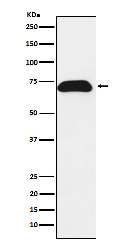 PDZK1 Ab