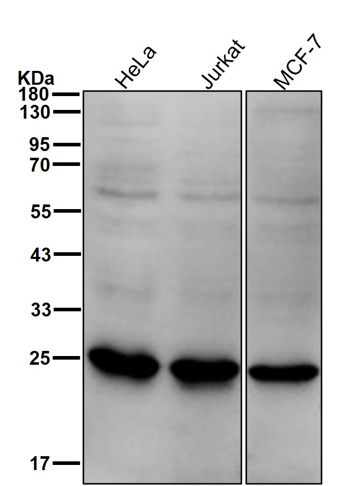 RhoGDI 1 Ab