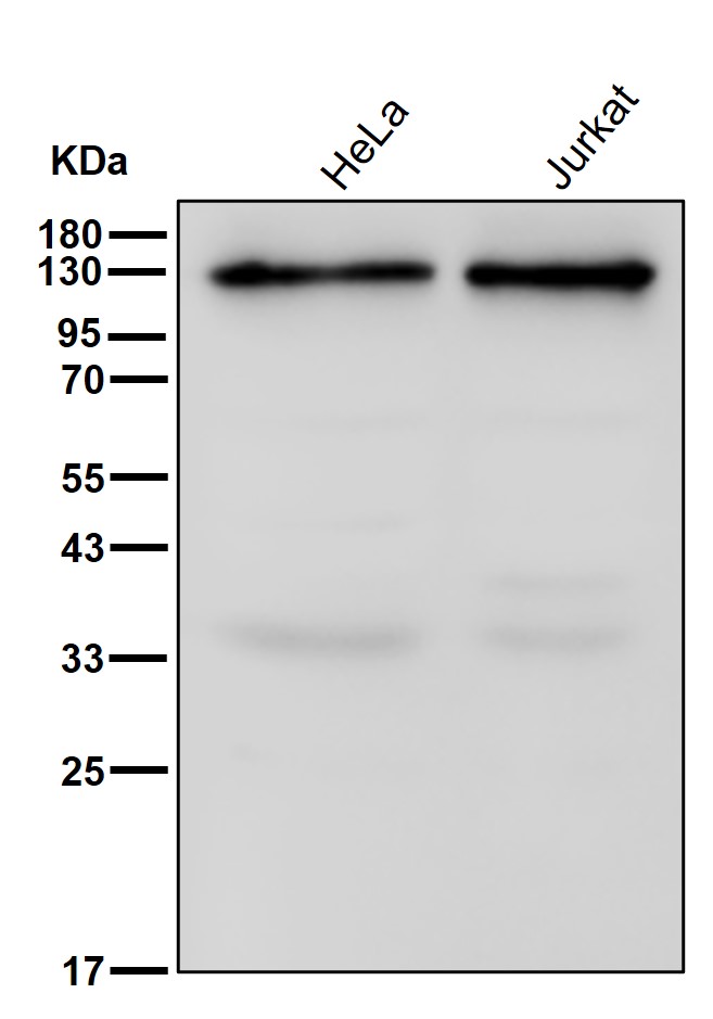 HIPK2 Ab