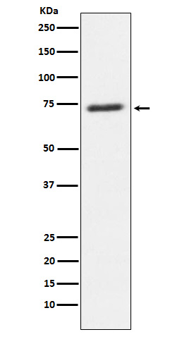 SENP1 Ab