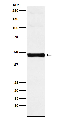 Interferon regulatory factor 9 Ab