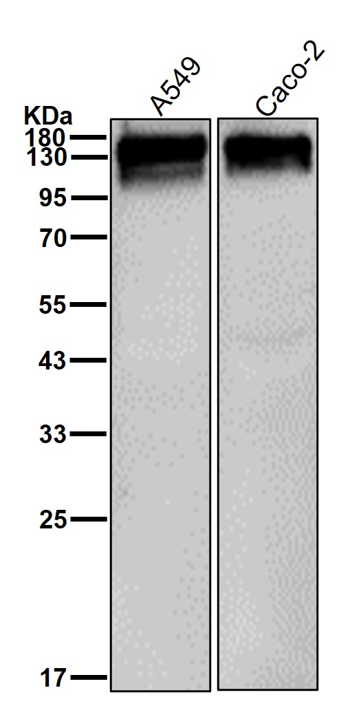 CEACAM1 Ab