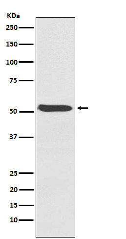 Activin receptor type 1 Ab