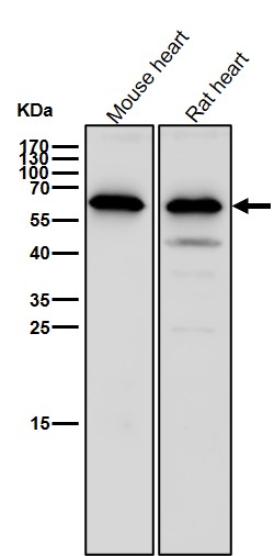 Activin receptor type 1 Ab