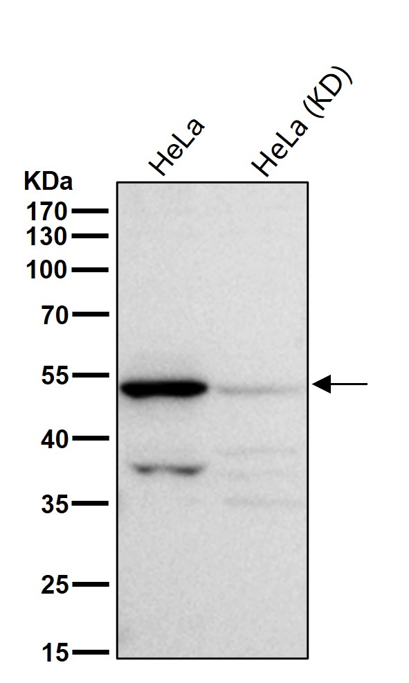 GOPC Ab