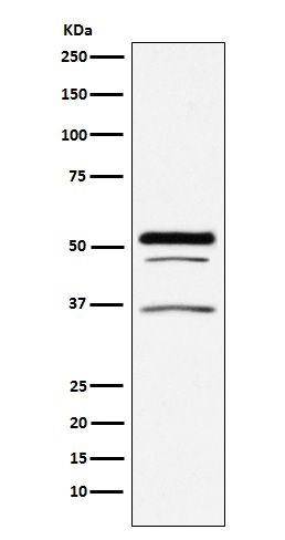 GOPC Ab