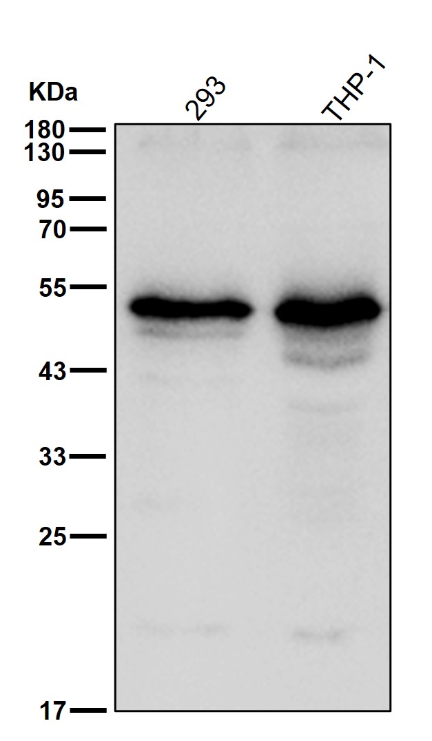 GOPC Ab