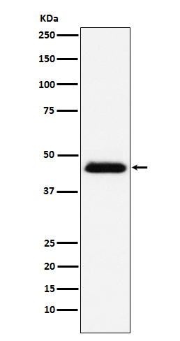 CD48 Ab