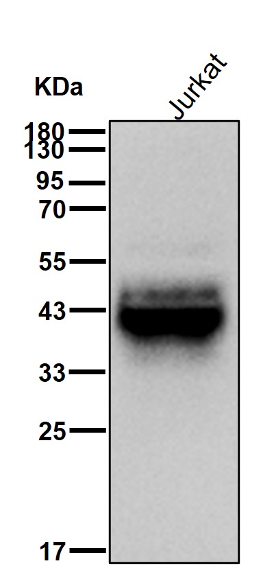 CD48 Ab