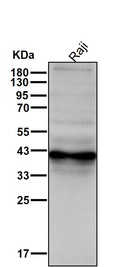 CD48 Ab