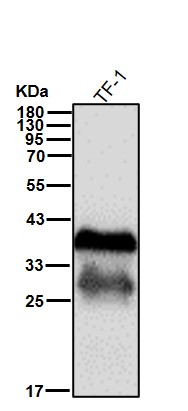 Glycophorin C Ab