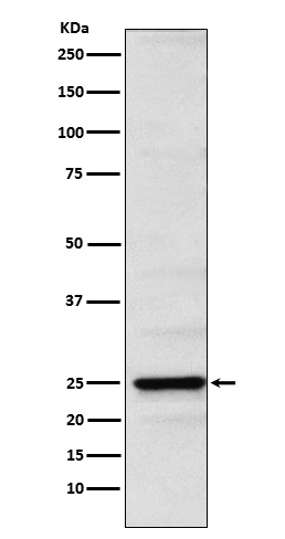 Neurogenin 2 Ab