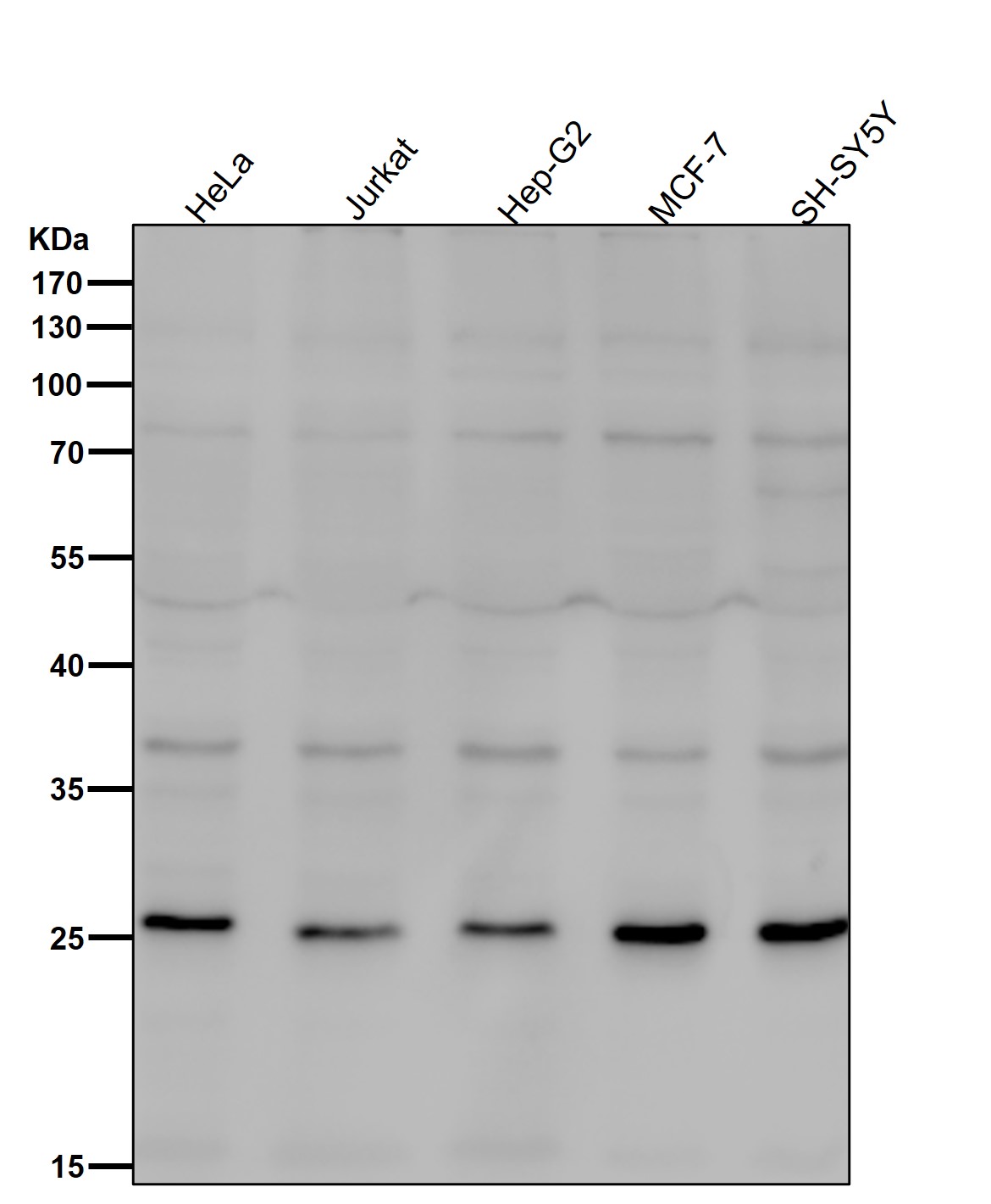 Neurogenin 2 Ab