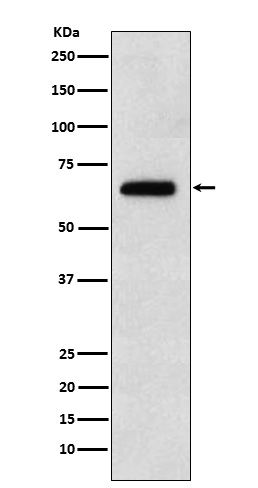 COE1 Ab