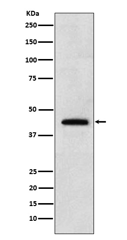 Renalase Ab