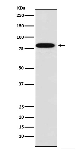 Zyxin Ab