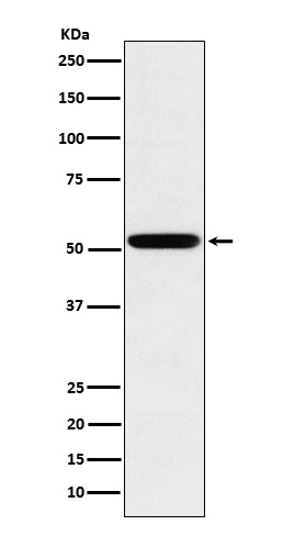 Human IgG2 Ab