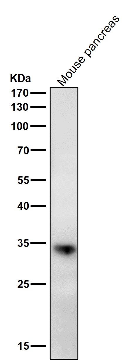 ERp27 Ab