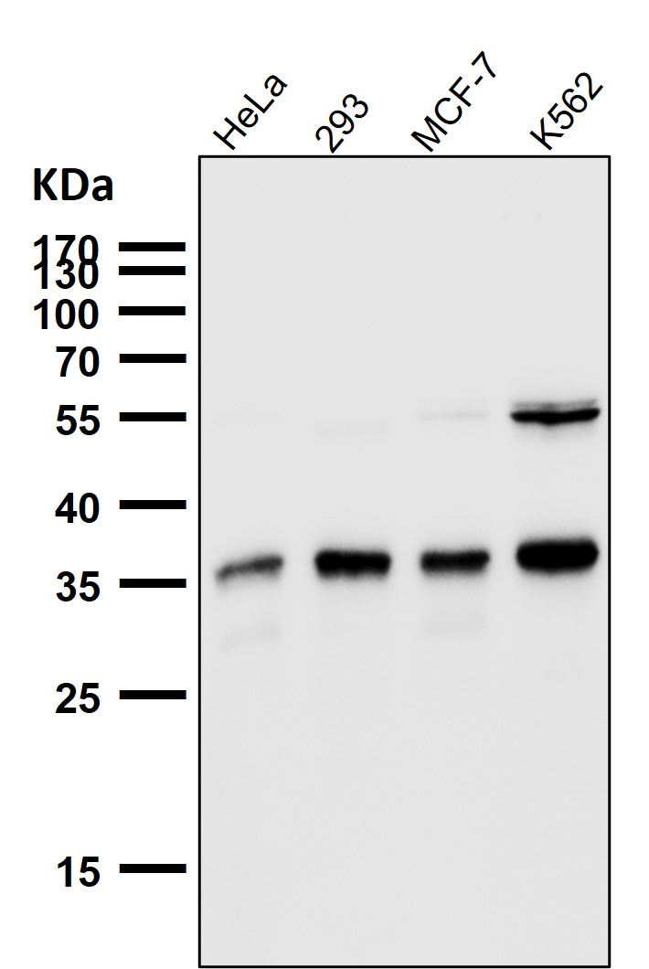 SMN1 Ab