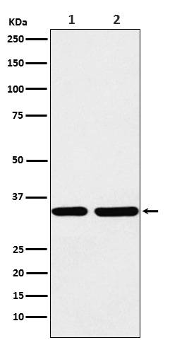 STUB1 Ab