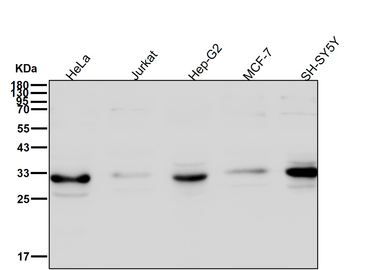 STUB1 Ab