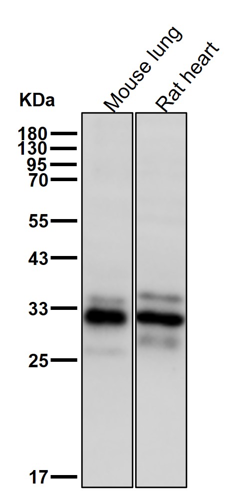 STUB1 Ab