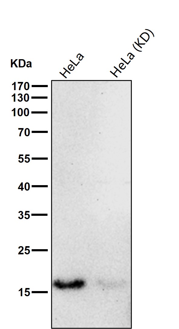 NDUFA13 Ab