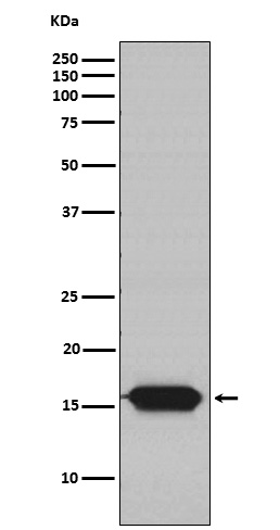 NDUFA13 Ab