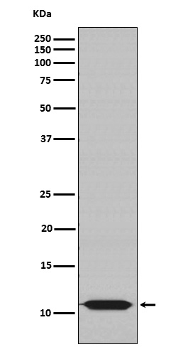 Hsp10 Ab