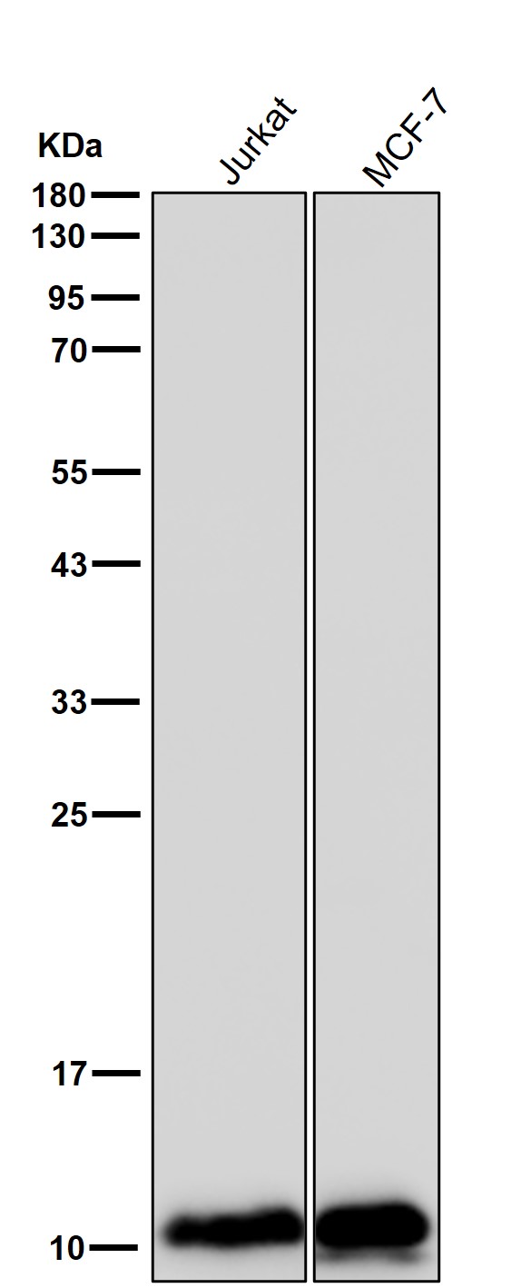 Hsp10 Ab