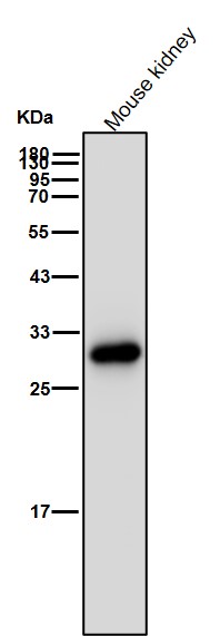 DLX5 Ab