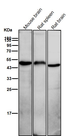 NR2E1 Ab