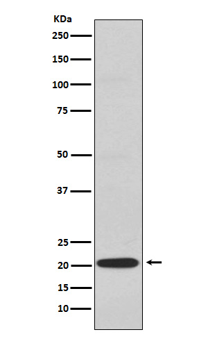 CD3 gamma Ab