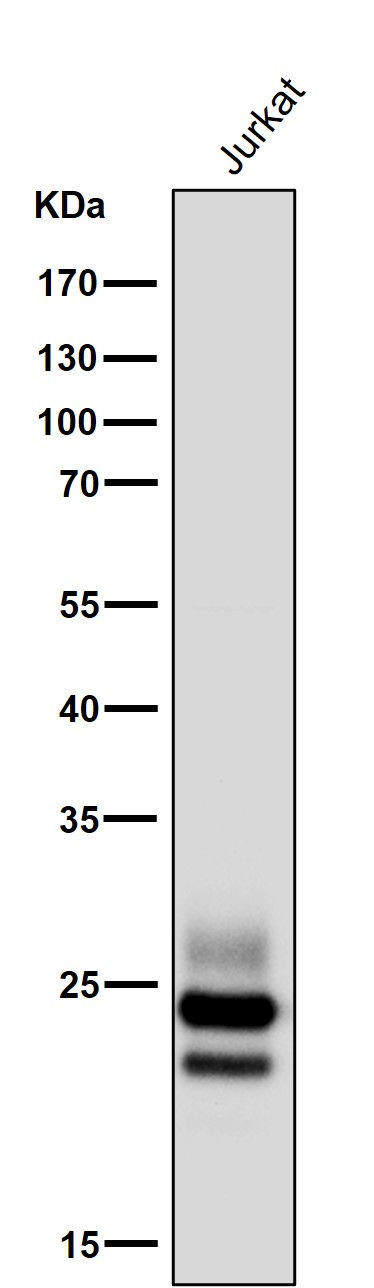 CD3 gamma Ab