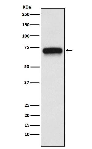 CHRNA4 Ab