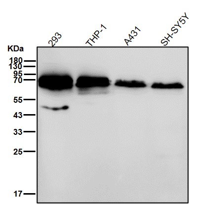 CHRNA4 Ab