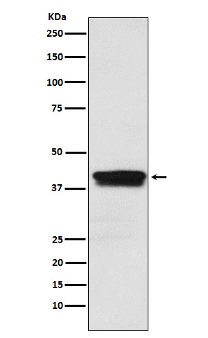 MBNL1 Ab