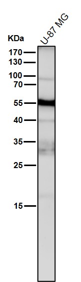 CHRM2 Ab