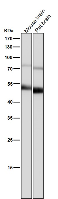 CHRM2 Ab