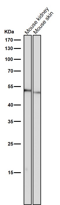 CHRM2 Ab