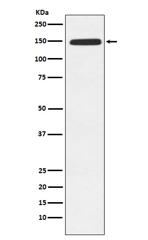 Xanthine oxidase Ab