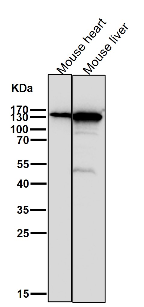 Xanthine oxidase Ab