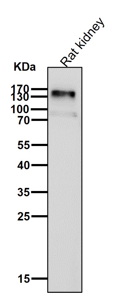 Xanthine oxidase Ab