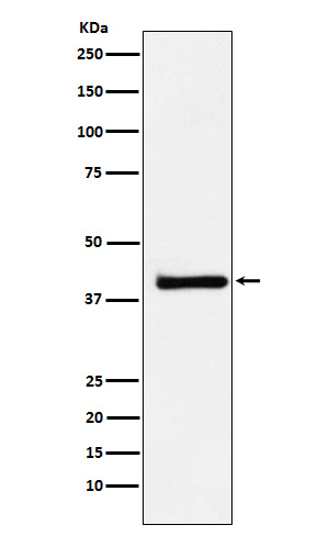 XRCC3 Ab