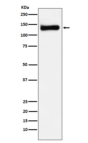 Regulator of nonsense transcripts 1 Ab