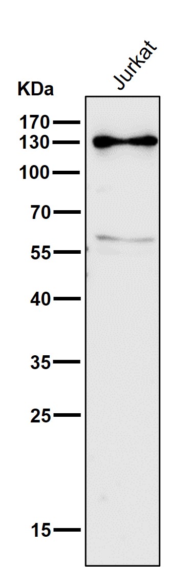 Regulator of nonsense transcripts 1 Ab