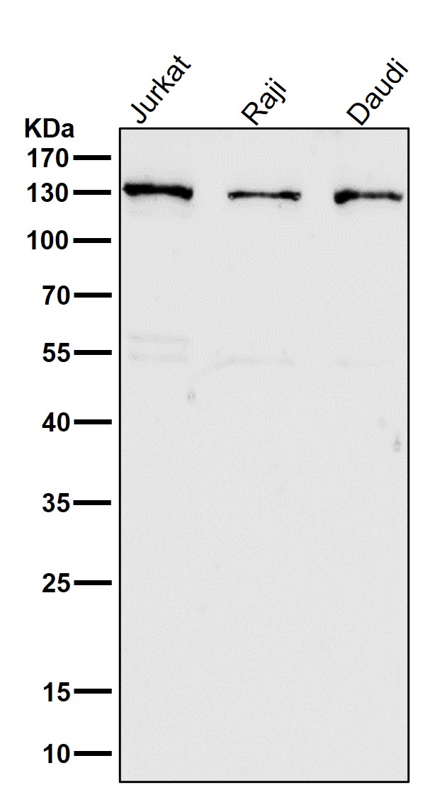 Regulator of nonsense transcripts 1 Ab