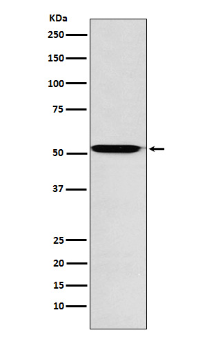 ACVR1B Ab