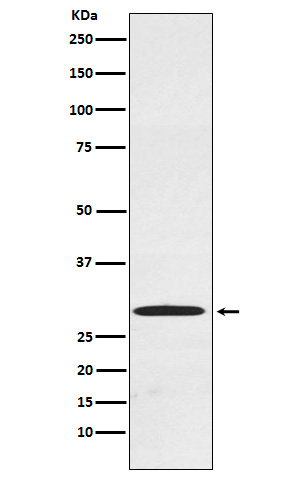 CDX1 Ab