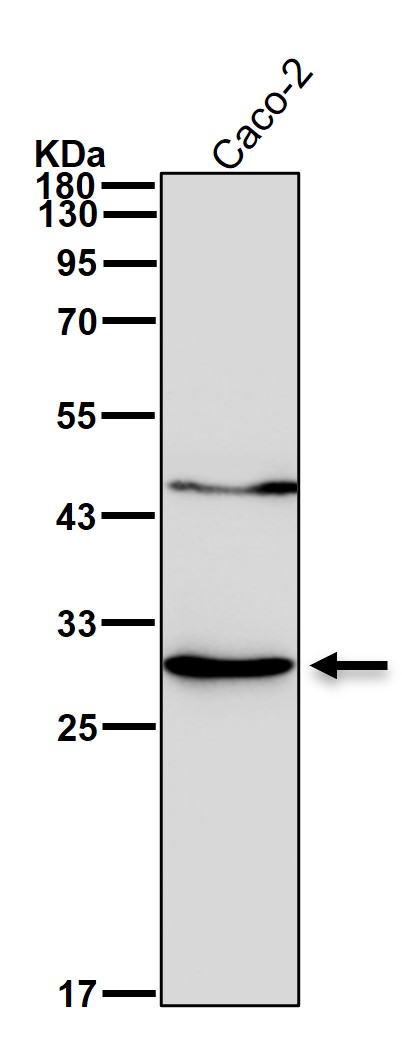 CDX1 Ab